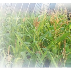 OPS 5  BALYALAMA MAKİNESİ